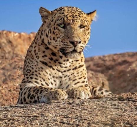 The Bagheera Bagh Jawai 호텔 Bera 외부 사진