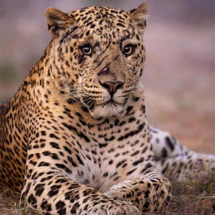 The Bagheera Bagh Jawai 호텔 Bera 외부 사진