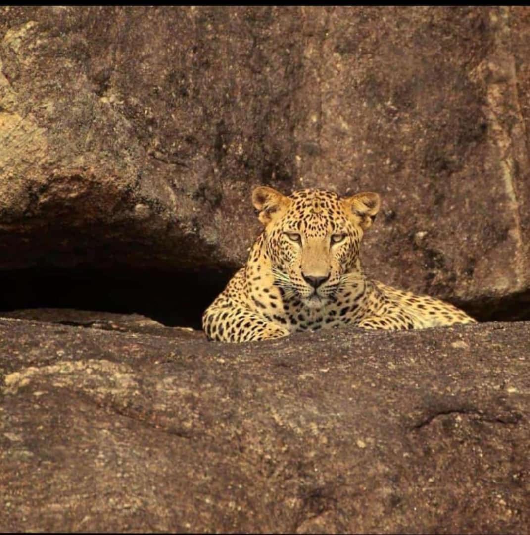The Bagheera Bagh Jawai 호텔 Bera 외부 사진